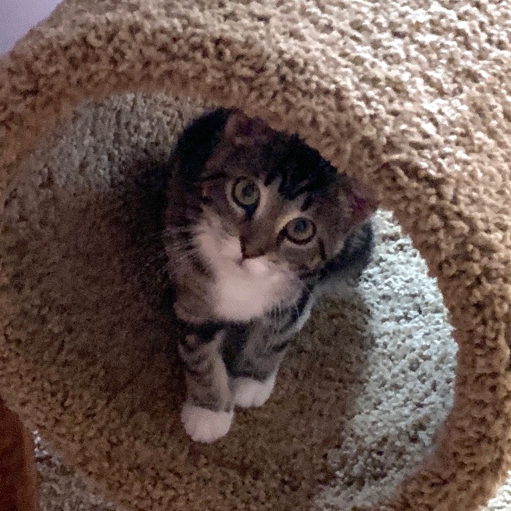 Meet your Posher, Darcy